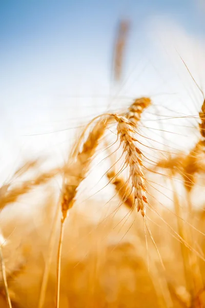 Foto zralé pšenice špička v oboru — Stock fotografie