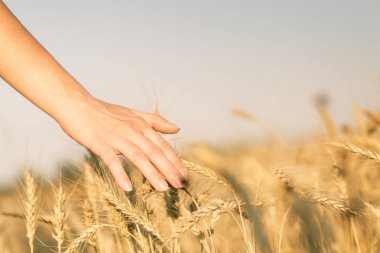 Görüntü buğday alan ve insanlar el