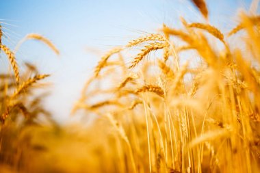 Buğday Başak berrak gökyüzü arka plan üzerinde fotoğrafı