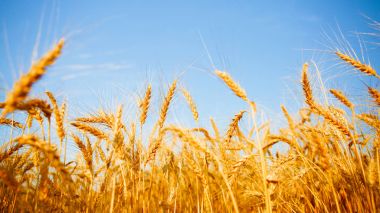 Çavdar spikelets ve mavi gökyüzü görüntü