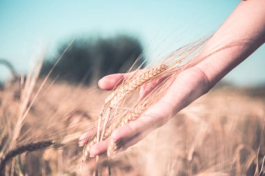 Spikelets fotoğrafı elinde tonda