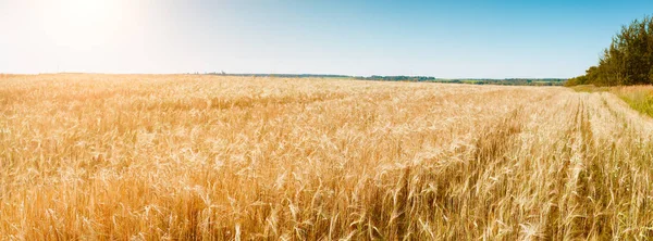 Image of summer ears wheat — Stock Photo, Image