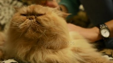 kedi kedi fırçalama ve alın kadından sevişme