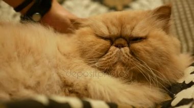 Kadın sarı okşayarak Farsça kedi yavrusu