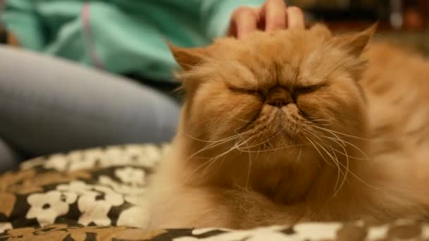 Mujer acariciando amarillo persa gatito — Vídeos de Stock