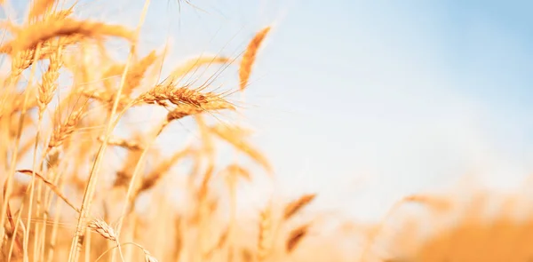 Foto da cultura do trigo sobre fundo desfocado — Fotografia de Stock