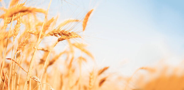 Photo of wheat crop on defocused background