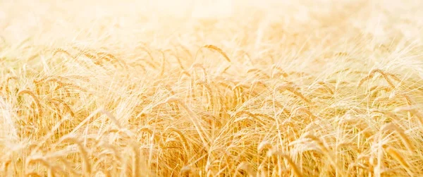 Фото жовтого пшеничного поля — стокове фото