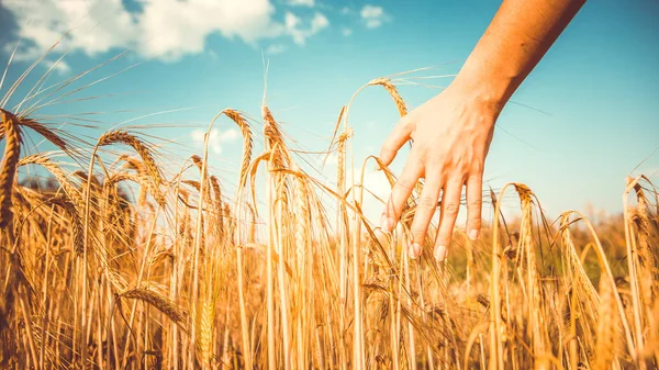 Foto von Menschenhand und Roggenstacheln, blauer Himmel — Stockfoto