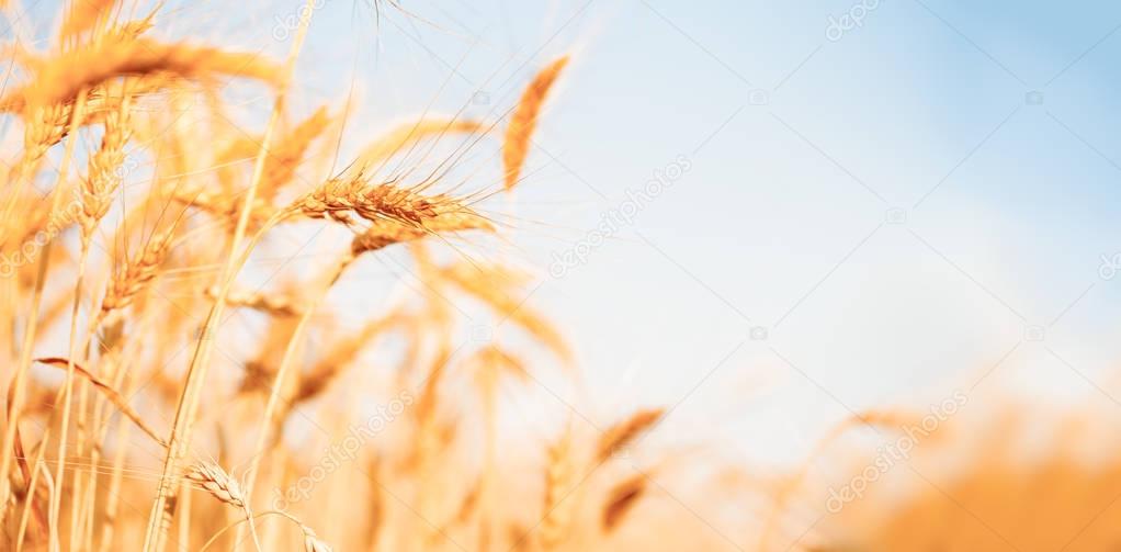 Photo of wheat crop on defocused background