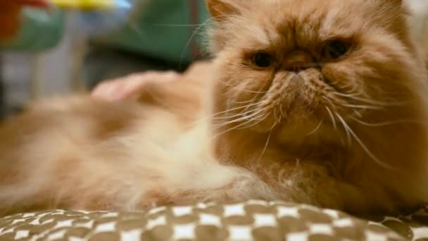 Katze putzt und wird von Frau gestreichelt — Stockvideo
