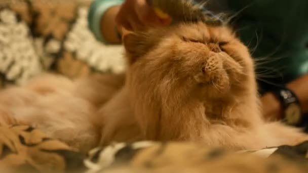 Кошка чистит и получает ласки женщины — стоковое видео