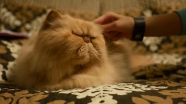 kedi kedi fırçalama ve alın kadından sevişme