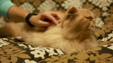 Kadın sarı okşayarak Farsça kedi yavrusu