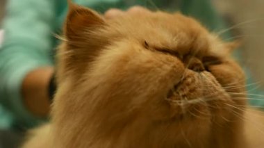 Kadın sarı okşayarak Farsça kedi yavrusu