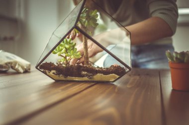 Florarium taşlar ve succulents yapmaya çiçekçi webinar fotoğrafı tonda