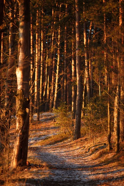 Foto di alberi nella foresta autunnale — Foto Stock