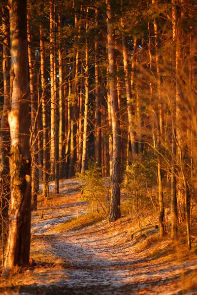 Foto della foresta di alberi nel tardo autunno — Foto Stock