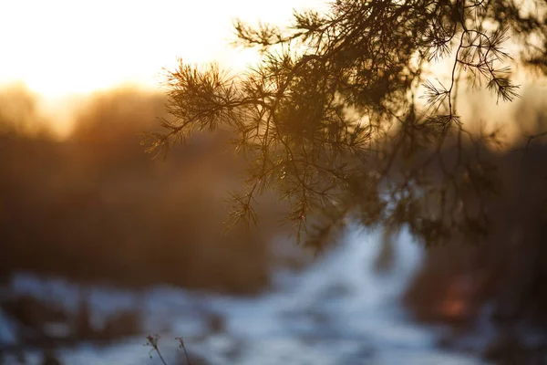 Photo of spruce branch on blurred background of winter — Stock Photo, Image