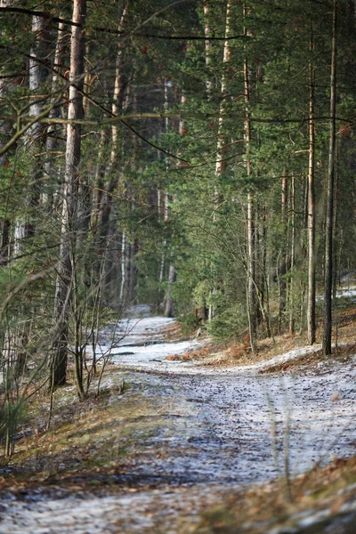 Imagen de sendero de nieve y árboles en el bosque —  Fotos de Stock