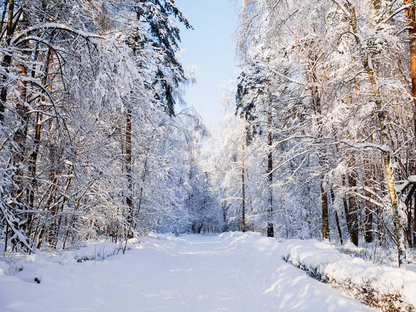 Picture of winter trees with snow and blue sky — Stock Photo, Image
