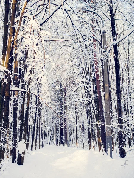 Picturesque picture of snowy trees in forest — Stock Photo, Image