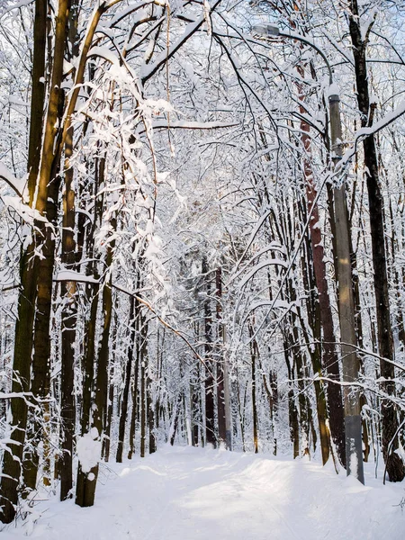 Pintoresca imagen de árboles nevados en bosques —  Fotos de Stock