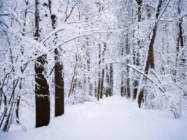 Ormanda kış manzara manzara resim