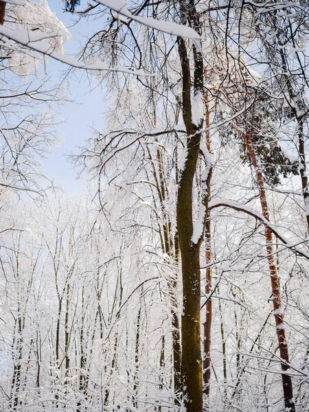 Image of forest trees in snow on winter — Stock Photo, Image