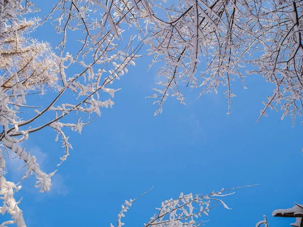 Picture from bottom of tops of winter trees and blue sky — Stock Photo, Image