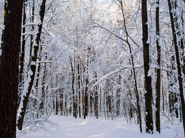 Foto de árboles nevados en el bosque —  Fotos de Stock