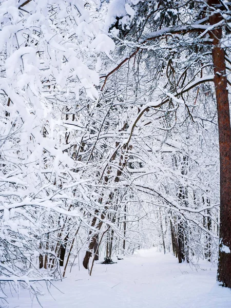 Pintoresca imagen del paisaje invernal en los bosques —  Fotos de Stock