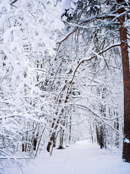 Picturesque picture of winter landscape in woods
