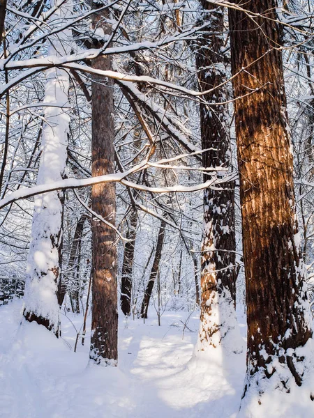 Foto de árboles nevados en el bosque —  Fotos de Stock