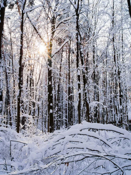 Photo of snowy trees with shining sun in forest — Stock Photo, Image