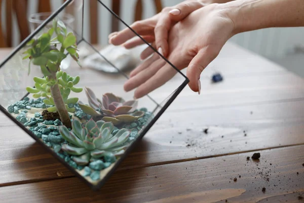 Foto des Blumenhändlers zeigt Meisterkurs für die Herstellung eines Florariums mit Steinen und Sukkulenten — Stockfoto