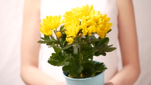 Mulher de pé contra fundo claro com flores planta nas mãos. Conceito de jardinagem, DOF superficial — Vídeo de Stock