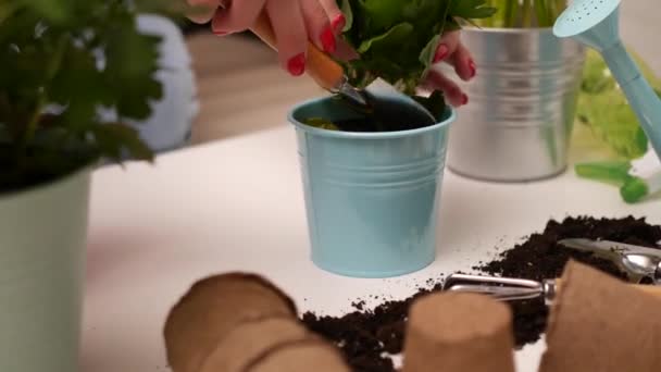 Young woman replanting flowers. — Stock Video