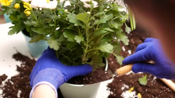 젊은 여자 replanting 꽃. — 비디오
