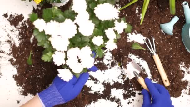 Jonge vrouw herbeplanting bloemen. — Stockvideo