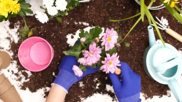 Junge Frau pflanzt wieder Blumen. — Stockvideo