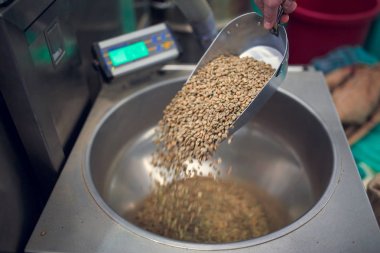 Kahve çekirdekleri, endüstriyel teraziler çökmekte ile kürek görüntüsünü