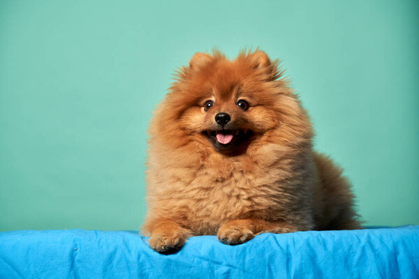 Ginger spitz on empty blue background