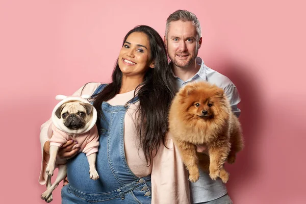Sonriente chica embarazada y el hombre tienen perros en las manos sobre fondo rosa — Foto de Stock