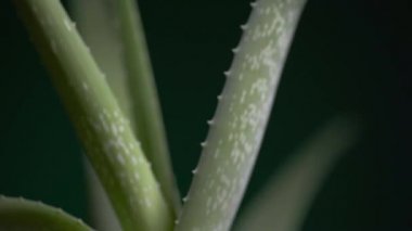 Aloe Vera fabrikasına yakın çekim. 4k video