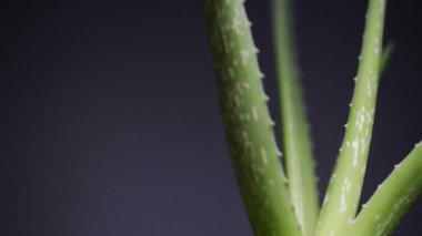 Aloe Vera fabrikasına yakın çekim. 4k video