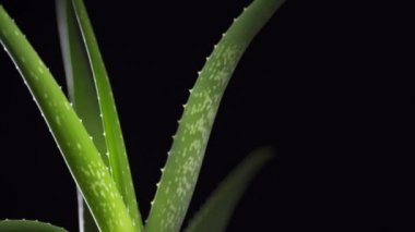 Aloe Vera fabrikasına yakın çekim. 4k video