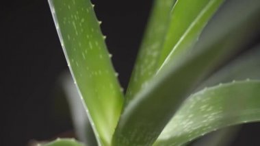 Aloe Vera fabrikasına yakın çekim. 4k video