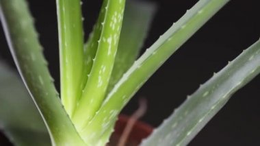 Aloe Vera fabrikasına yakın çekim. 4k video