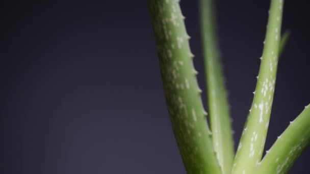 Primer plano de la planta de Aloe Vera. Vídeo 4K — Vídeos de Stock
